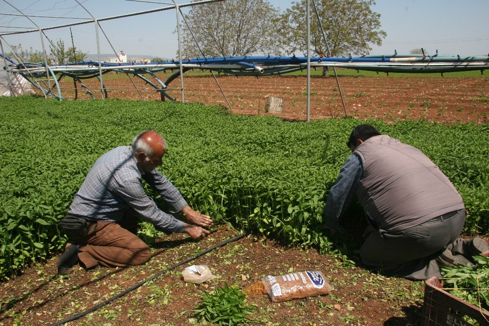 Sokağa çıkma yasağı Kilis’te organik sebze talebini arttırdı 