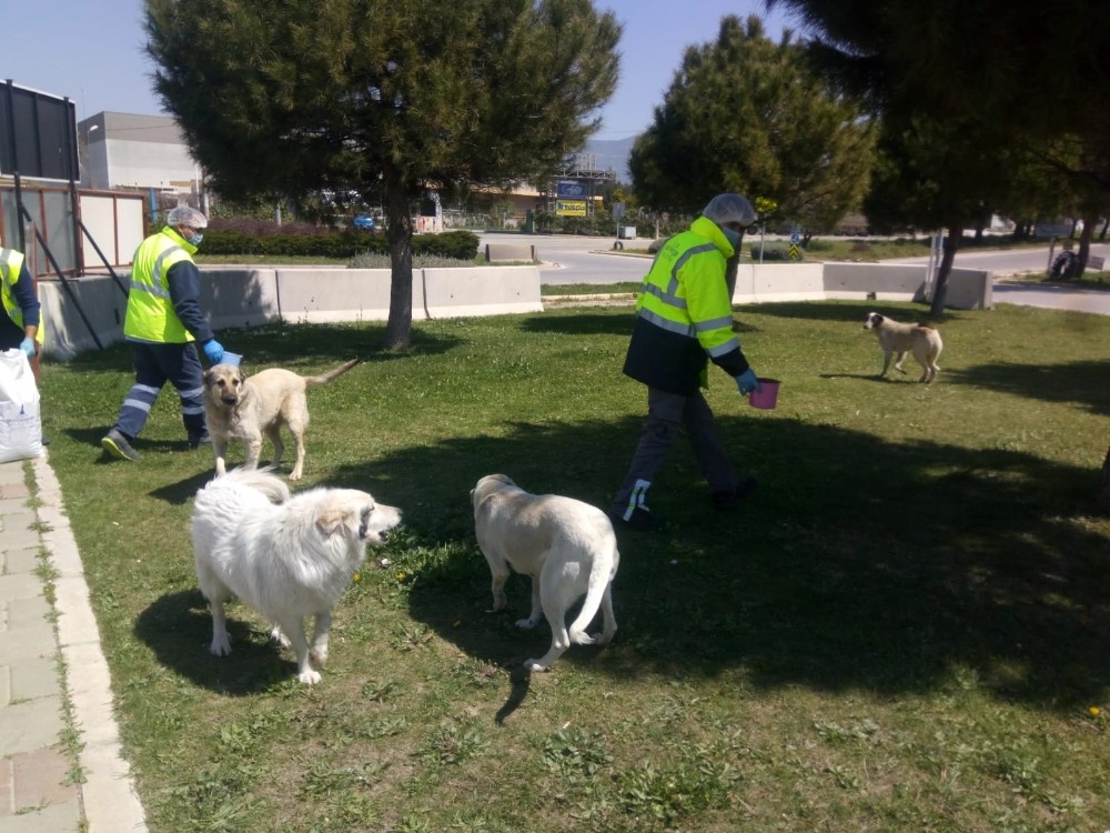 Sokağa çıkma yasağında can dostlar unutulmadı 