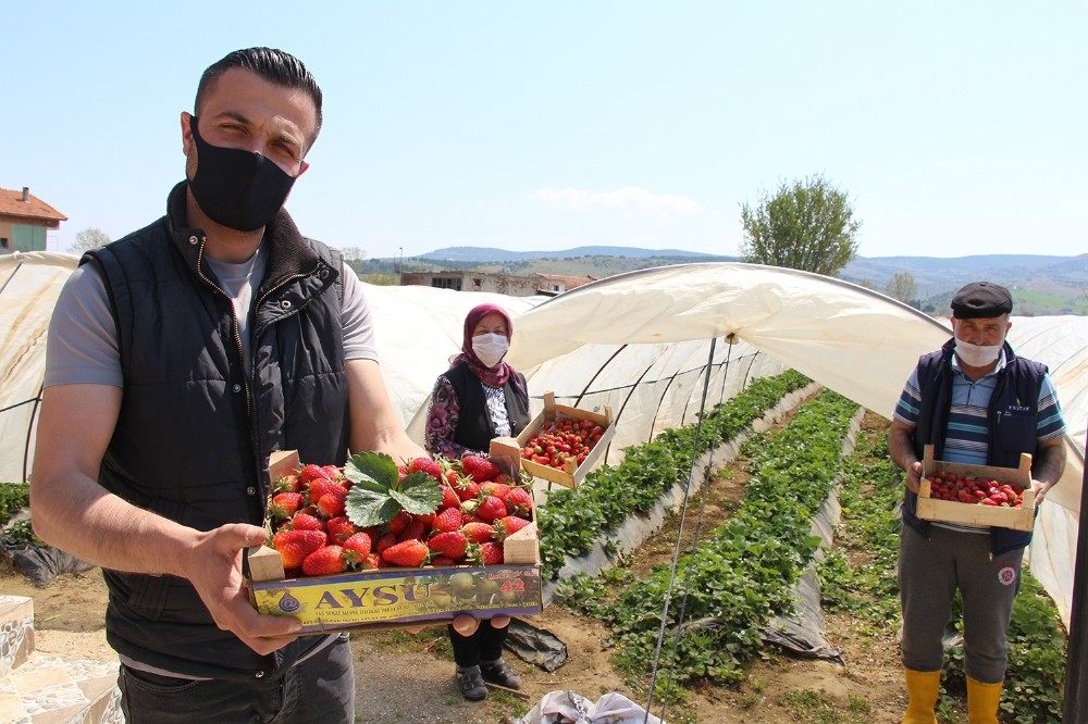 Sokağa çıkma yasağında erken çilek hasadı 
