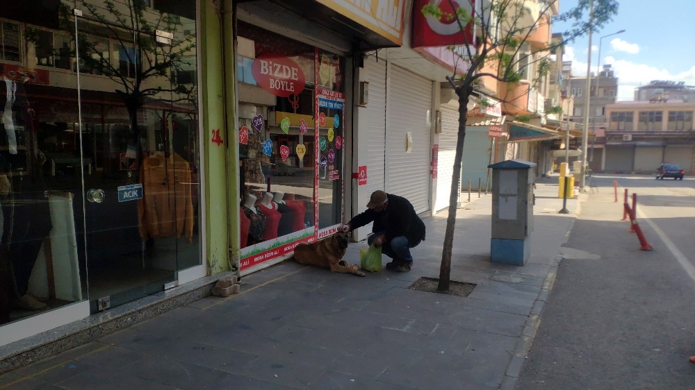 Sokağa çıkma yasağında sokak hayvanları unutulmadı 