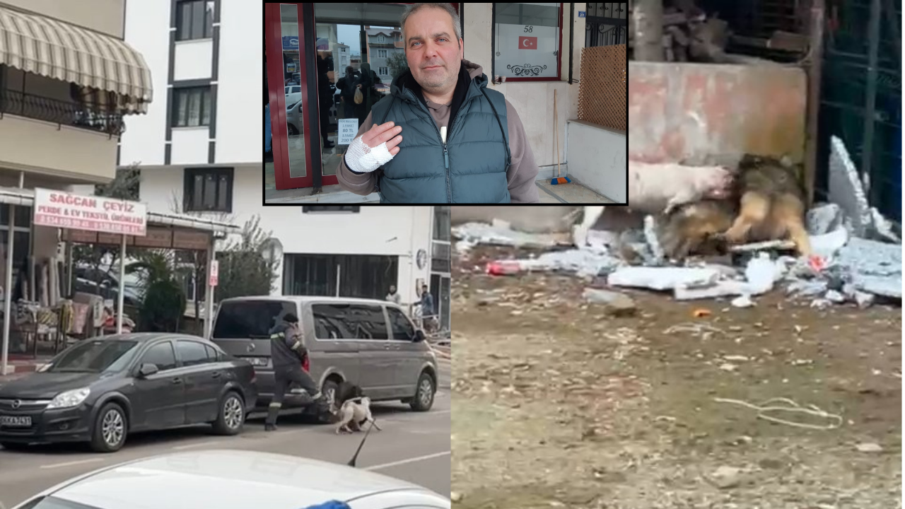 Sokağa salınan pitbull dehşet saçtı: ‘Ortalık kan gölü oldu’