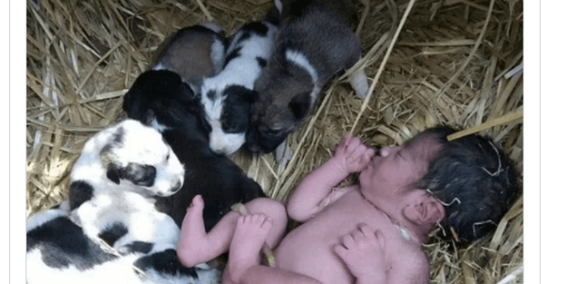 Sokağa terk edilen bebeği, köpekler hayatta tuttu