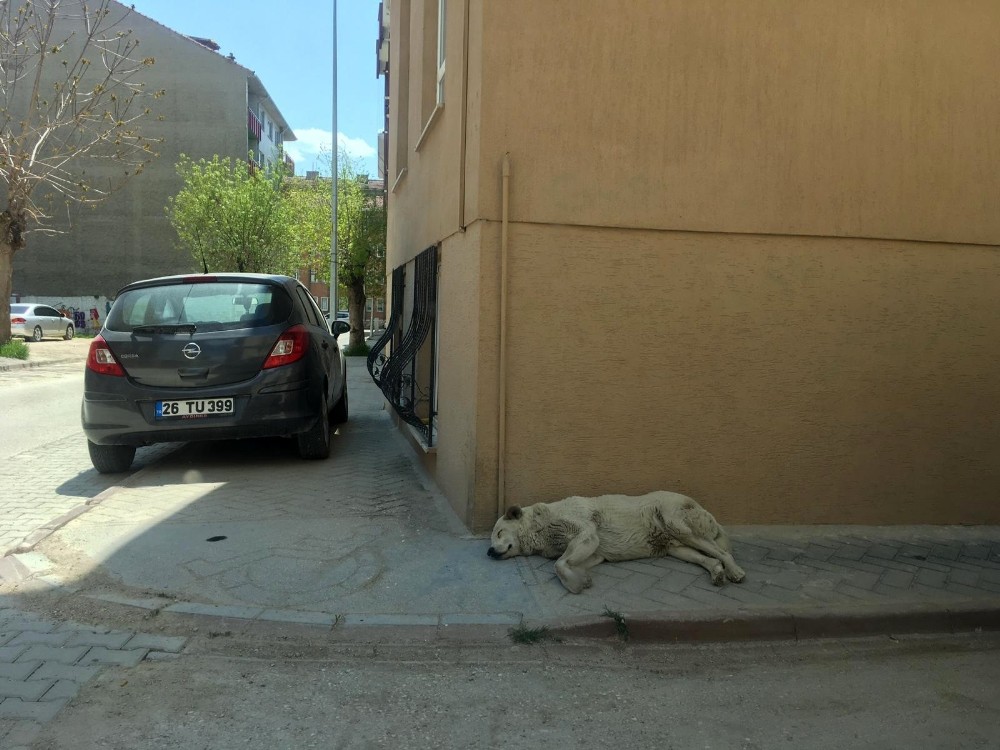 Sokak ’can dostlara’ emanet 