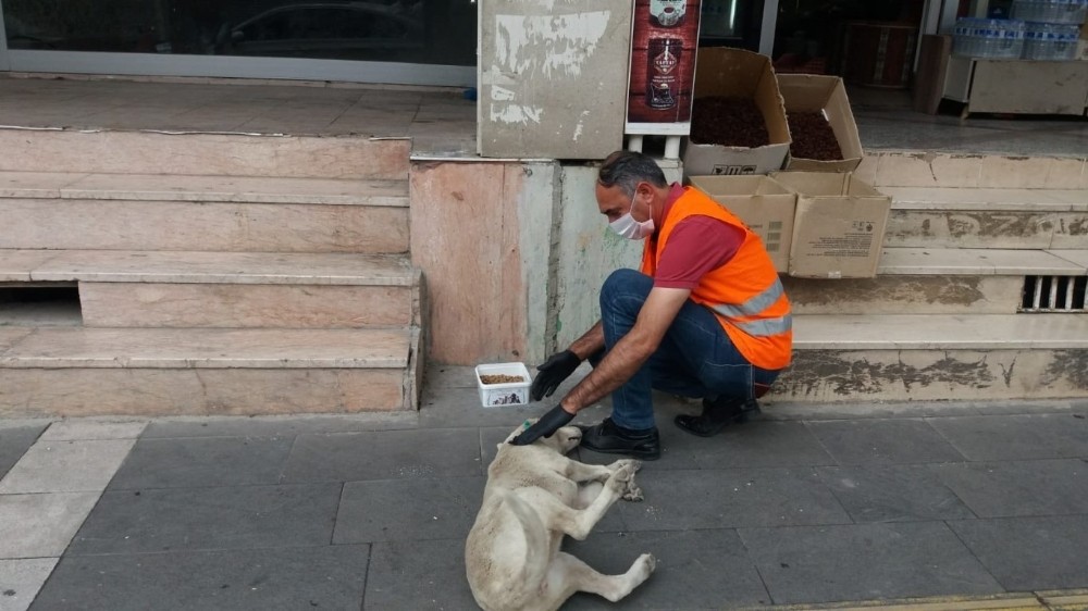 Sokak hayvanları aç bırakılmıyor 