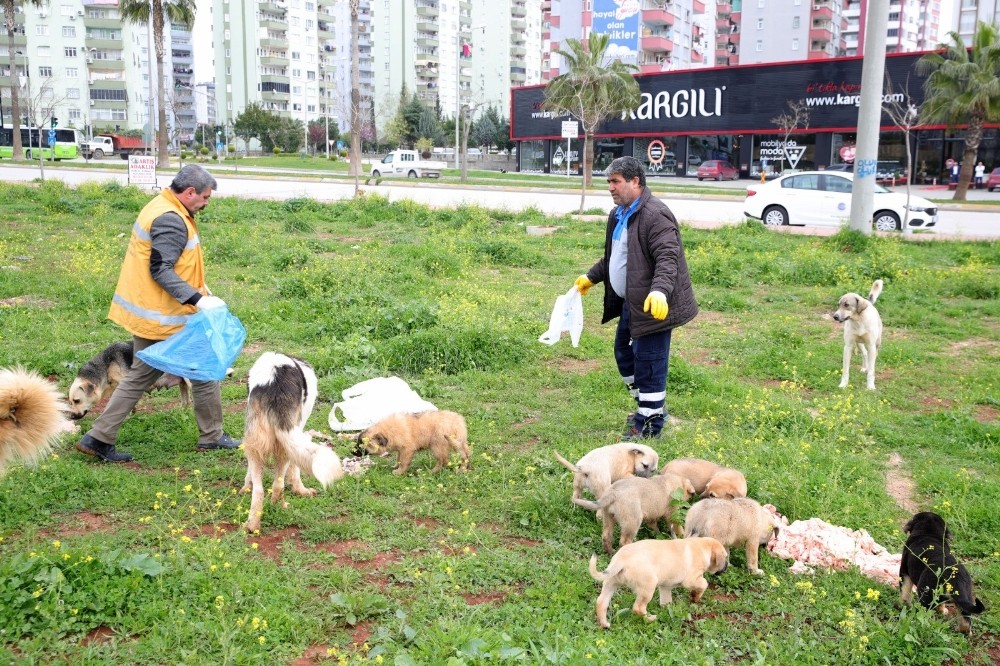 Sokak hayvanları aç kalmayacak 