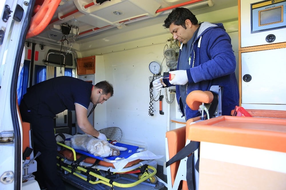 Sokak hayvanları bayramda da yalnız bırakılmayacak 