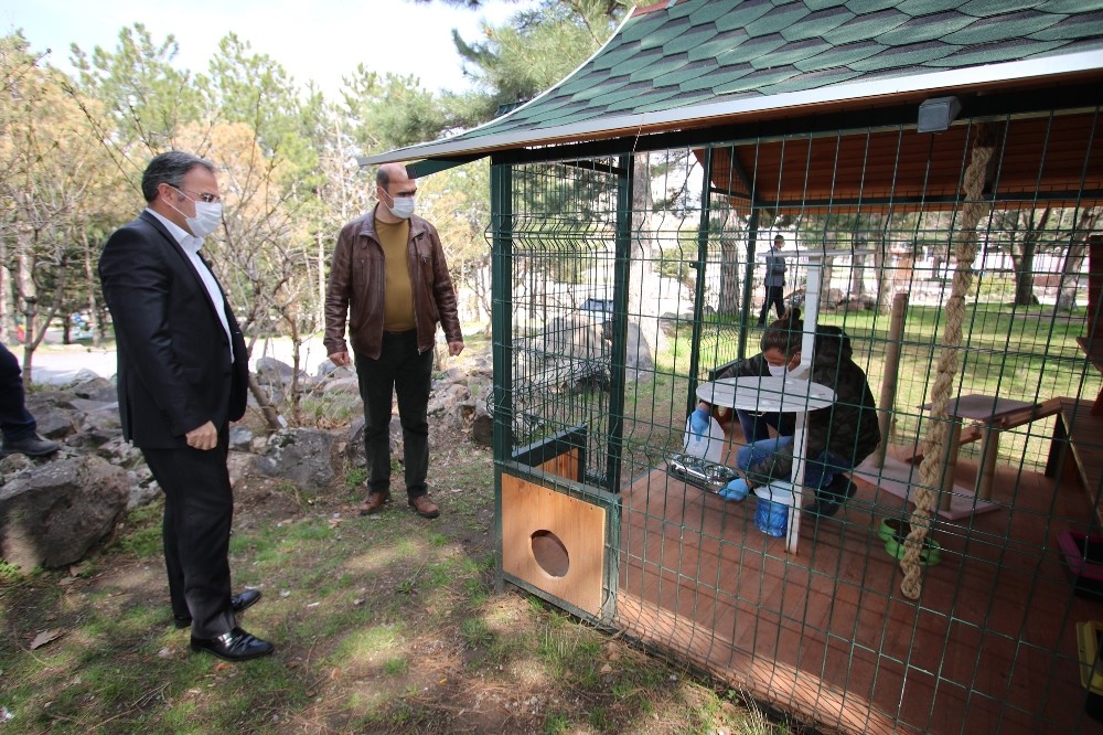 Sokak hayvanları düzenli olarak besleniyor 