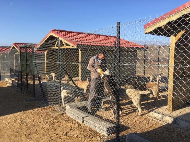 Sokak hayvanları için geçici barınak yapıldı 