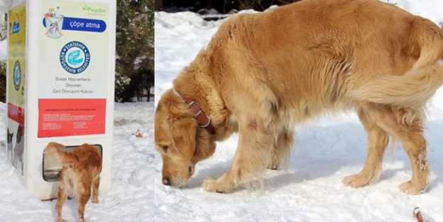 Sokak hayvanları için 'mama makinesi'