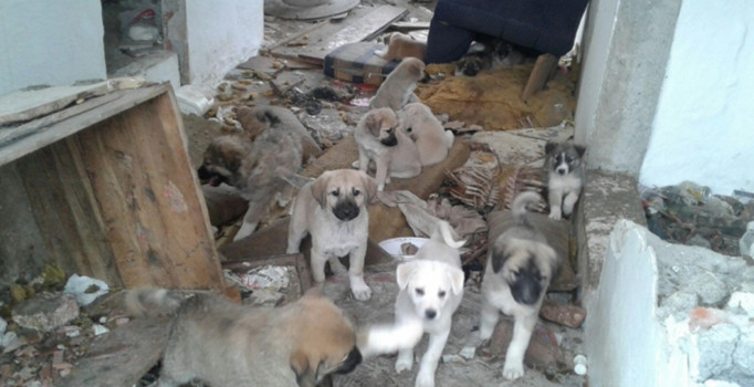Sokak hayvanları için mama seferberliği