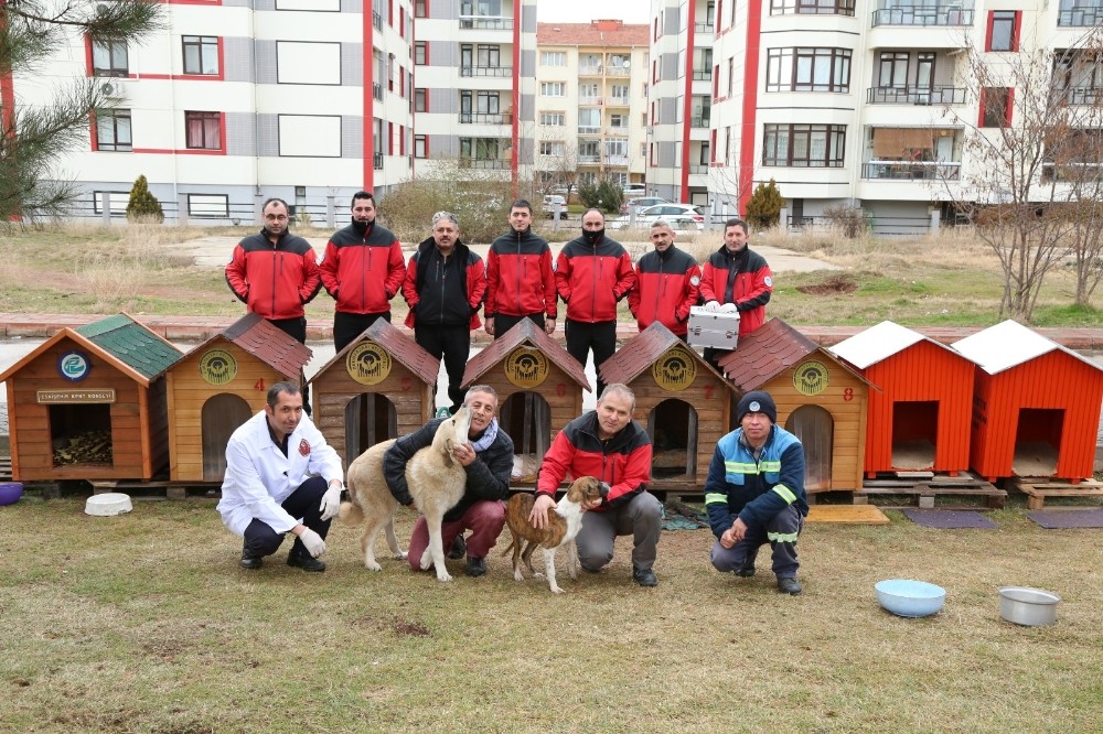 Sokak hayvanları için özel kulübeler 