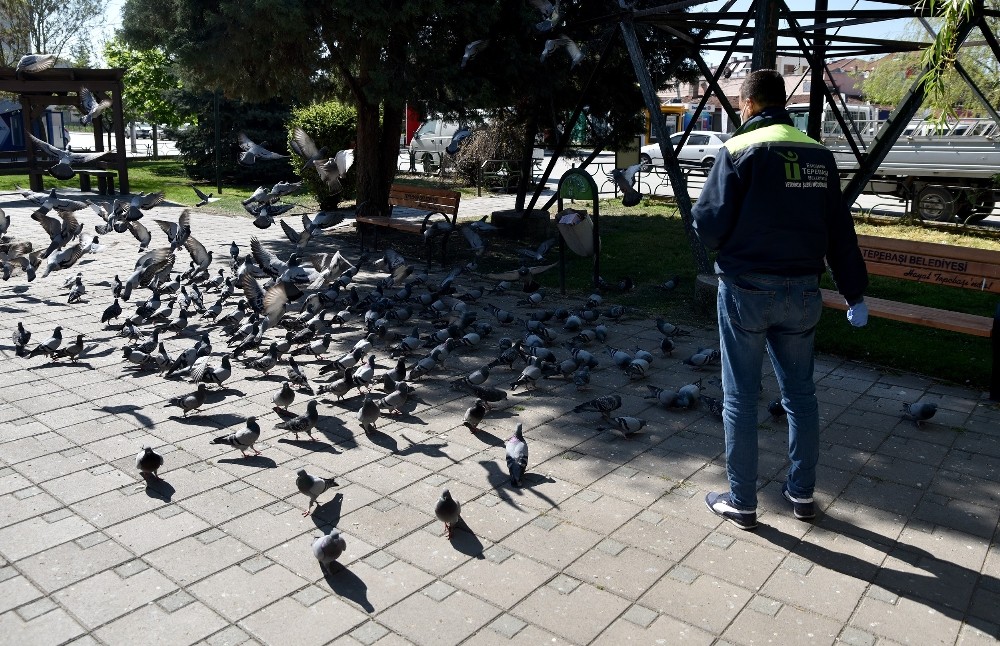 Sokak hayvanları şefkat ile besleniyor 