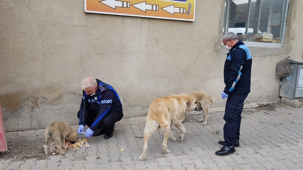Sokak hayvanları unutulmadı 