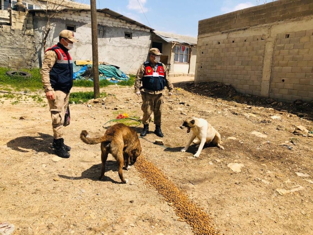 Sokak hayvanları unutulmadı 