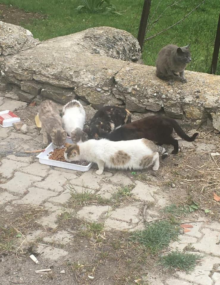 Sokak hayvanları unutulmadı 