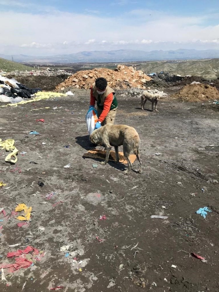 Sokak hayvanları unutulmuyor 