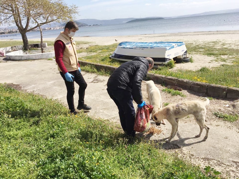 Sokak hayvanlarına mama dağıtıldı 