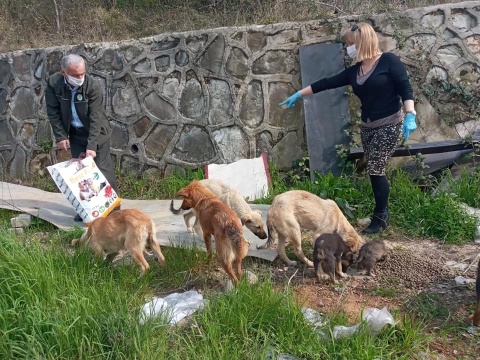 Sokak hayvanlarına mama dağıtımı sürüyor 