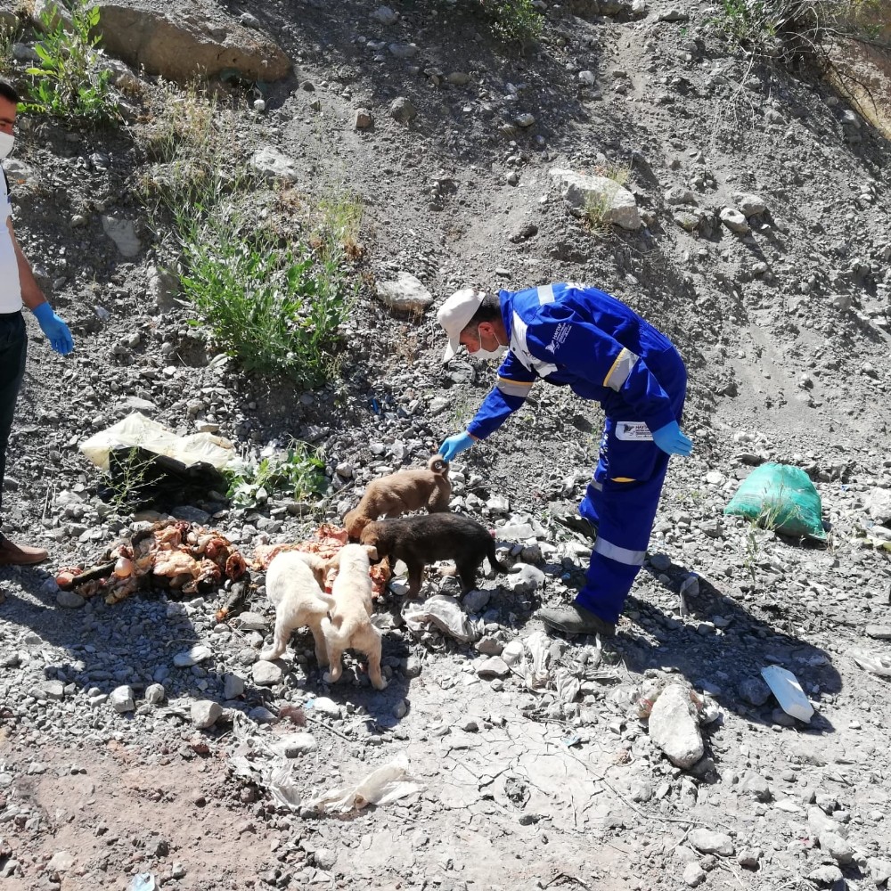 Sokak hayvanlarına mama desteği 