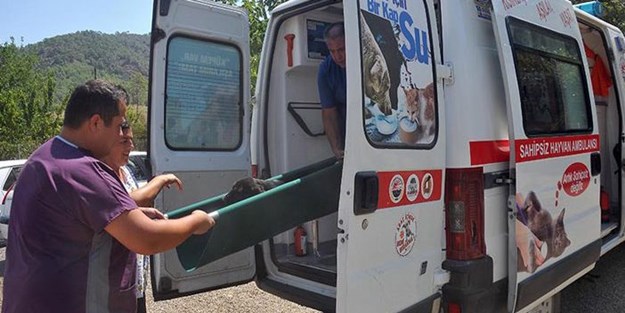 Sokak hayvanlarına özel ambulans