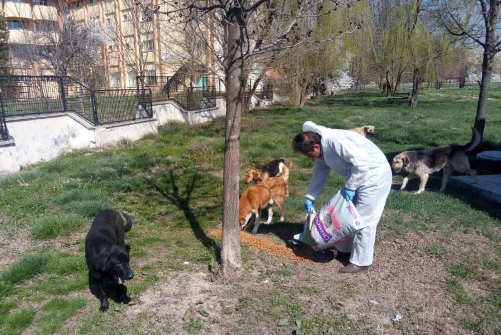Sokak hayvanlarına yiyecek 