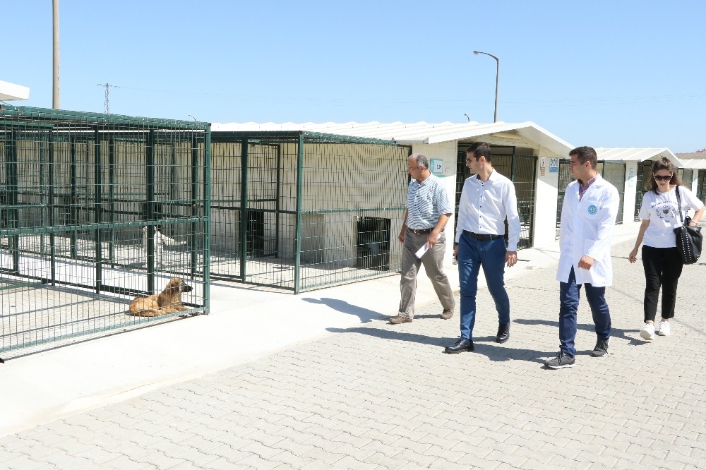 Sokak hayvanlarının can güvenliği emin ellerde 