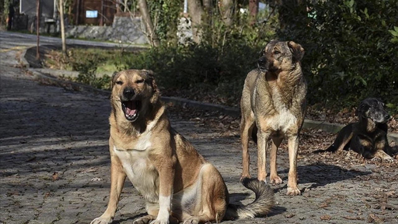 Sokak itlerini besleyenler bu habere iyi baksın! 13 yaşındaki Alperen'i paramparça ettiler