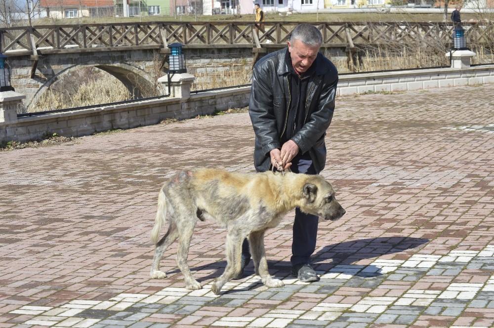 Sokak köpeği bakımevine teslim edildi 