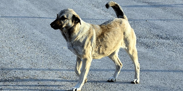 Sokak köpeği Messi cenazelere katılıyor