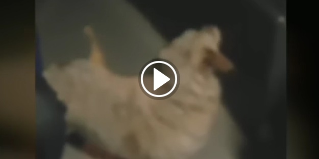 Sokak köpeği otobüs kullanıyor!