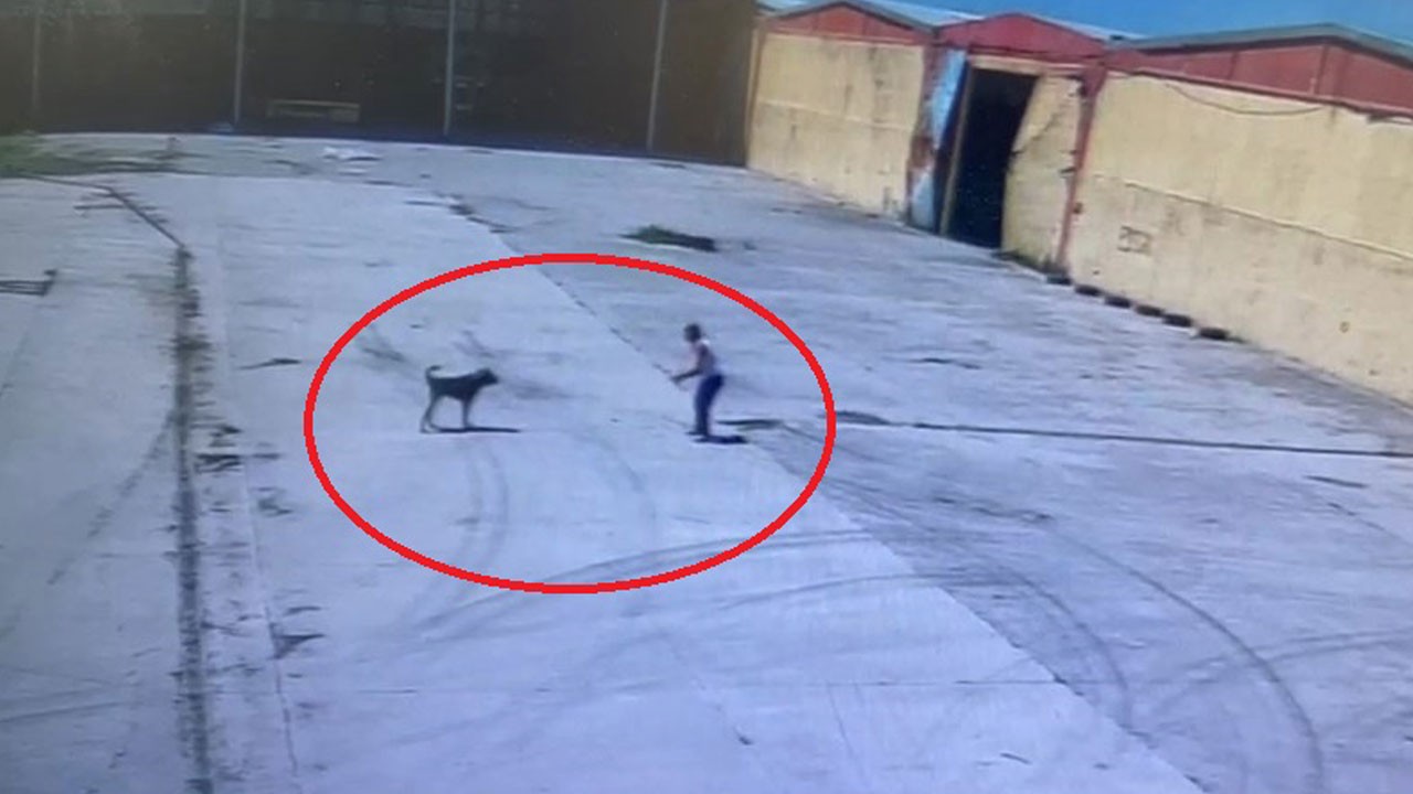 Sokak köpeği saldırdı, iş arkadaşı saniyelerle kurtardı