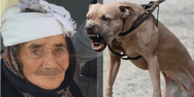 Sokak köpeği yaşlı kadını parçaladı!