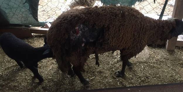 Sokak köpekleri 4 koyunu telef etti