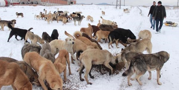Sokak köpekleri açlıkla boğuşuyor