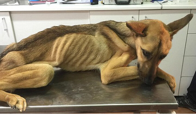Sokak köpekleri ama hangileri uyutulacak? AK Parti Grup Başkanı Güler tek tek açıkladı