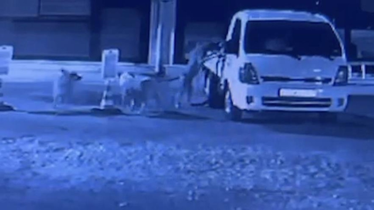 Sokak köpekleri canlı cansız demeden saldırıyor! Bakın sıradaki hedefi ne oldu