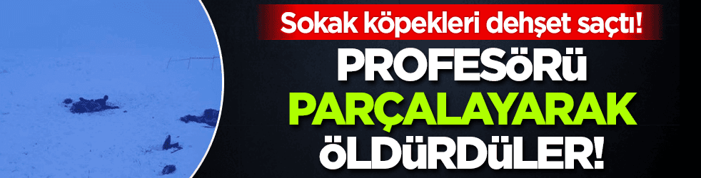 Sokak köpekleri dehşet saçtı! Profesörü parçalayarak öldürdüler!