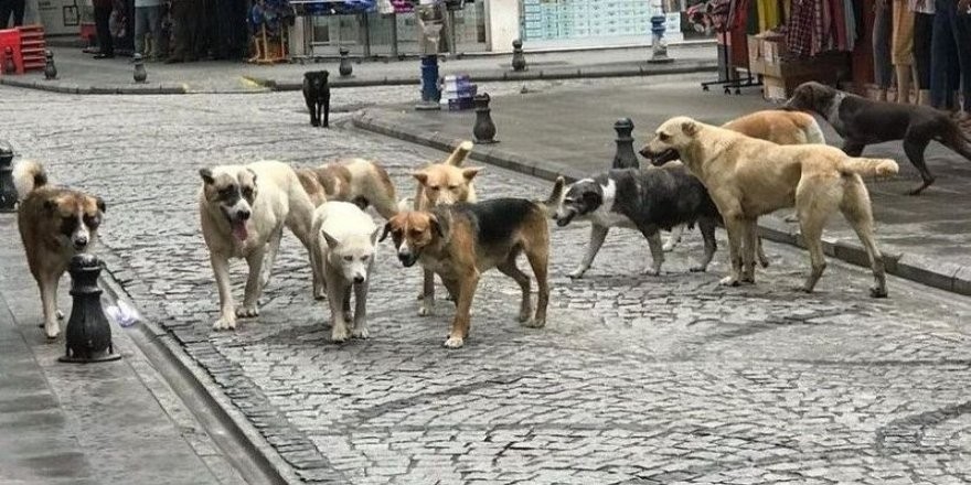 Sokak köpekleri konusunda korkutan iddia: Bütün tedbirler aynı anda devreye sokulsa bile bu olacak