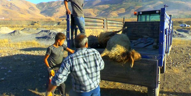 Sokak köpekleri, koyun sürüsüne saldırdı! 30 koyun telef oldu