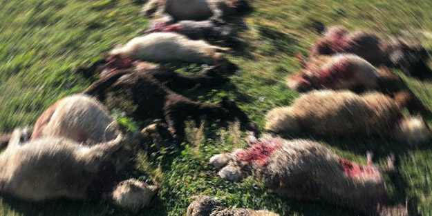 Sokak köpekleri koyunları telef etti! 