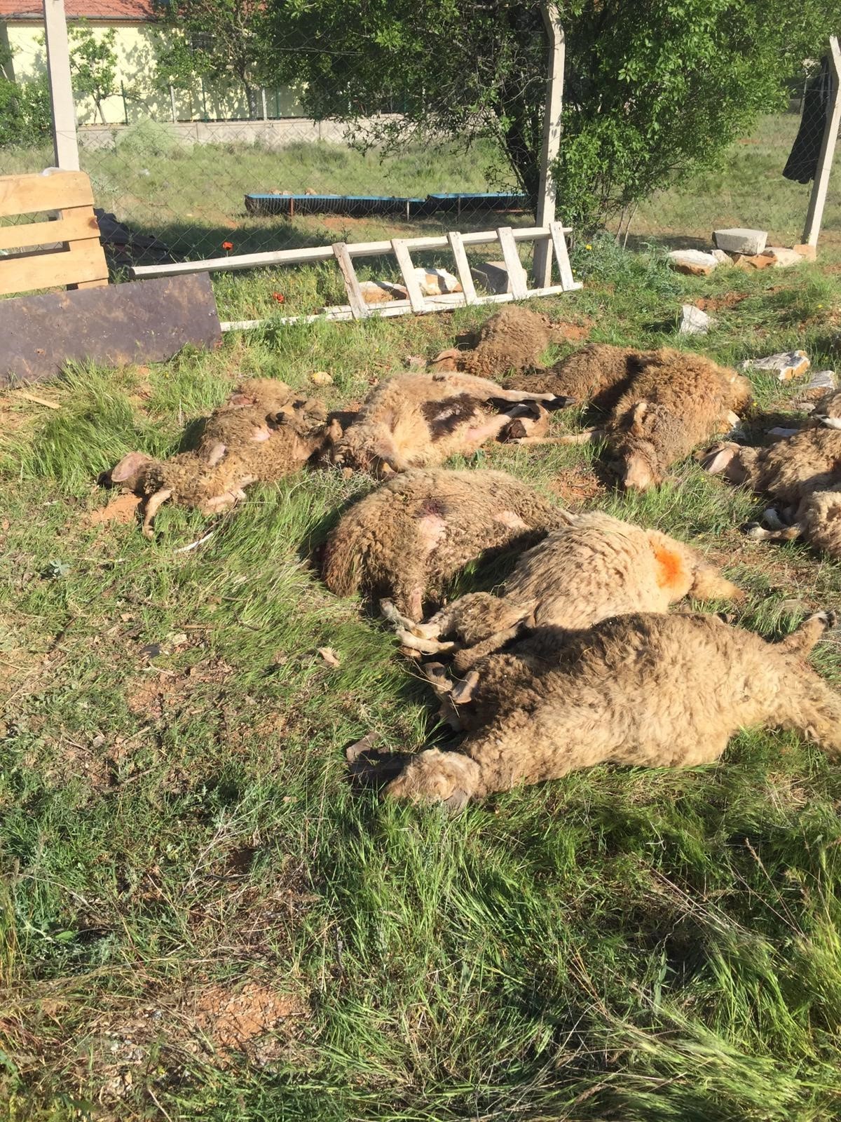 Sokak köpekleri koyunlarını telef etti belediye yetkilileri akıl almaz cevap verdi
