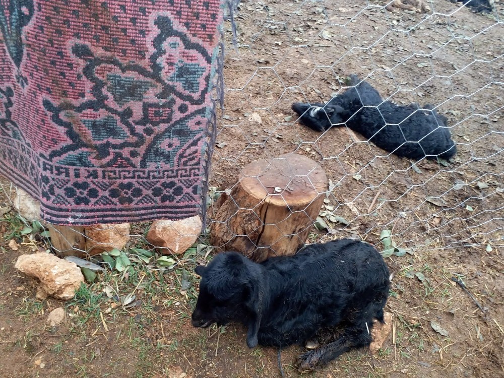 Sokak köpekleri oğlakları telef etti 
