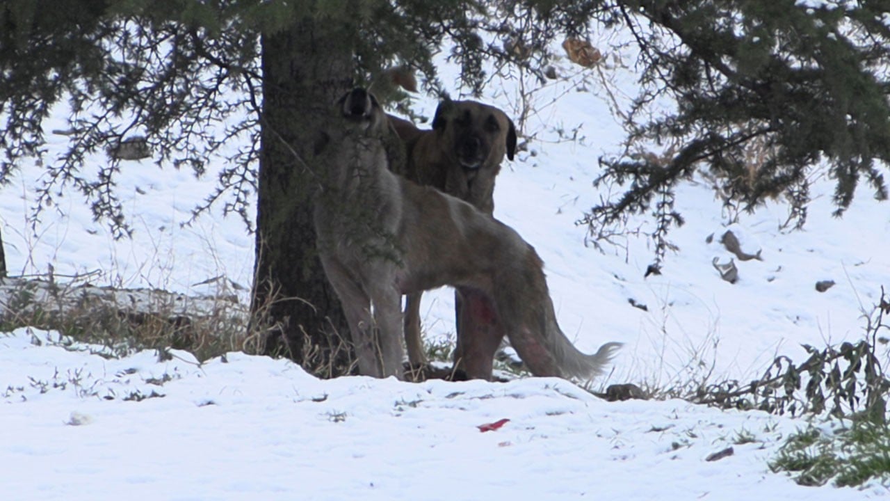 Sokak köpekleri saldırdı! Küçük çocuk okul çıkışında kabusu yaşadı