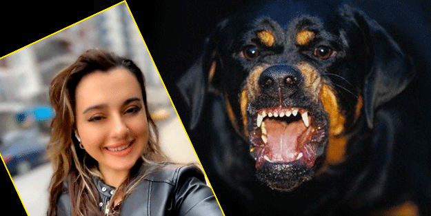 Sokak köpekleri savunucularına öyle bir şey söyledi ki yer yerinden oynayacak.