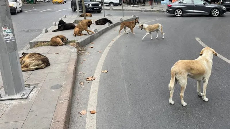 ‘Sokak köpekleri’ sorunu için nasıl bir çözüm yolu geliyor? O rakamlar, resmen dehşete düşürdü