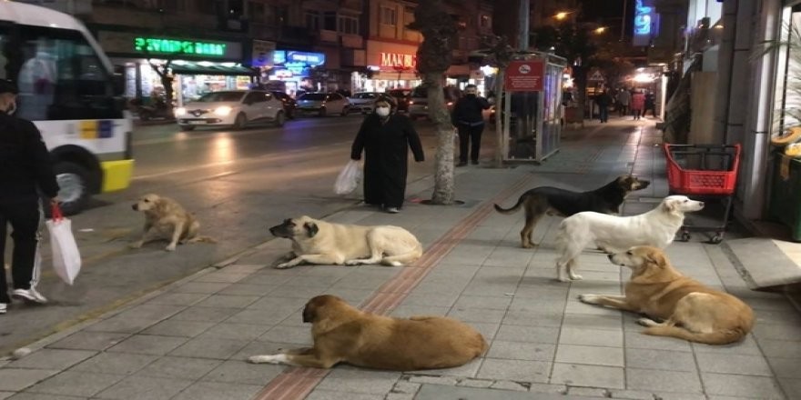 Sokak köpekleri sorunu nasıl çözülür? İşte madde madde çözüm önerileri