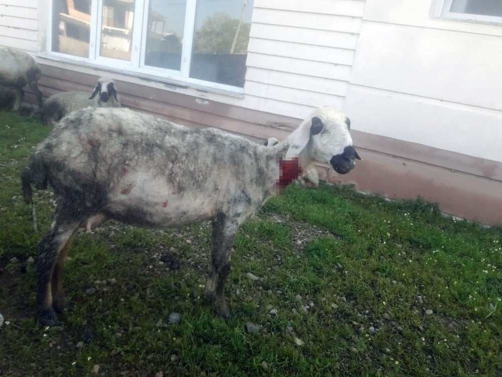 Sokak köpekleri sürüye saldırdı 