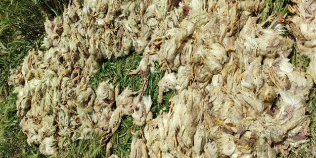 Sokak köpekleri, tavuk çiftliğindeki bin 300 civcivi telef etti!