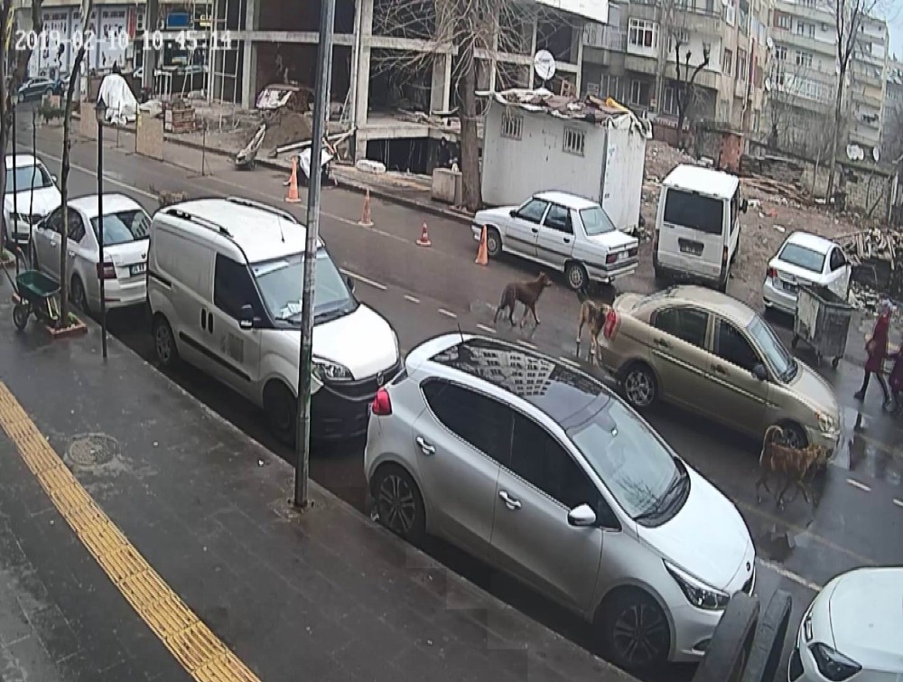 Sokak köpekleri tehlike saçıyor 