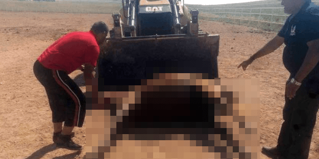 Sokak köpekleri vatandaşlardan sonra 300 bin TL'lik tayı parçaladı